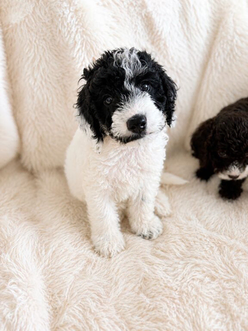 Beautiful Cockapoo Puppies Available now