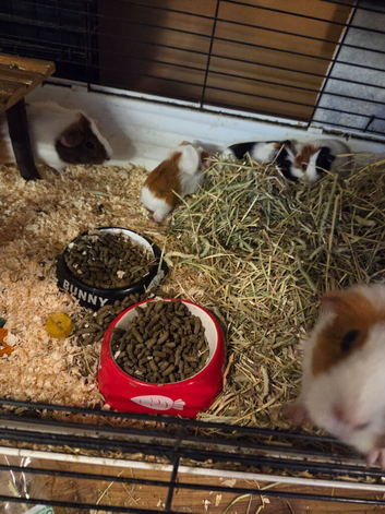 Male guinea pigs