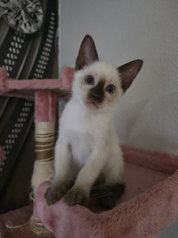 Siamese Seal point male Kitten
