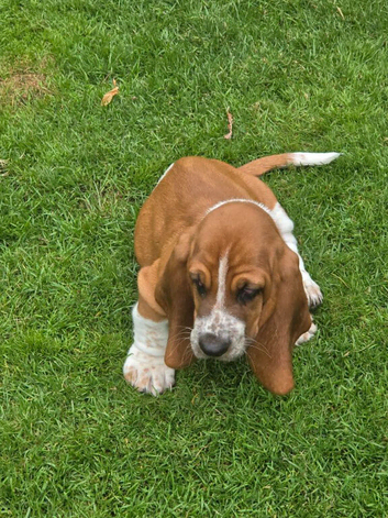 Basset hound puppies