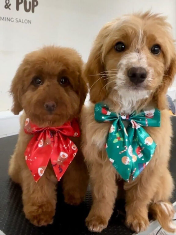 Cockerpoo puppies