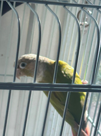 Semi tame pineapples conure