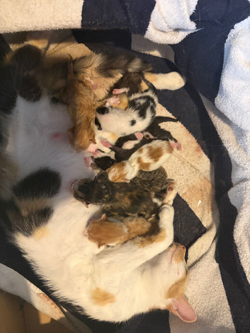 Colourful kittens