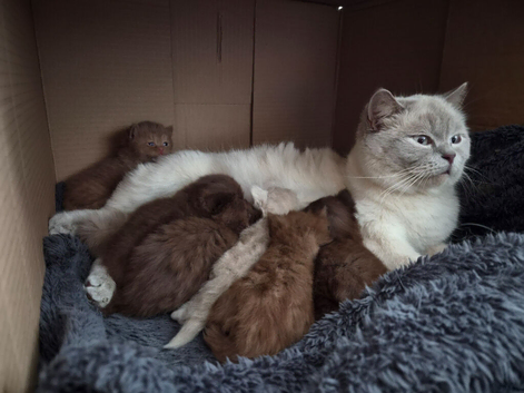 3  fluffy Scottish fold and straight females left