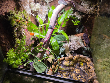 Complete Bioactive Dart Frog Starter Vivarium Setup &ndash; Ideal Beginner Package