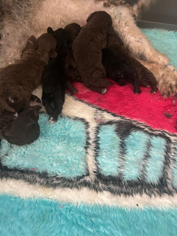 Full Bedlington terrier puppies