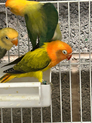 Young Euwing slaty lovebird