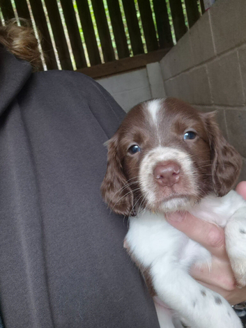 4 beautiful springer spaniel boys