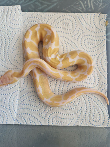 Female enchi albino 100% het piebald