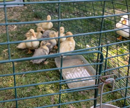 Call ducklings