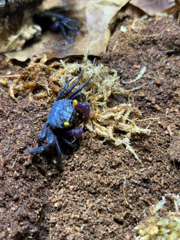 Vampire Crabs at Birmingham Reptiles