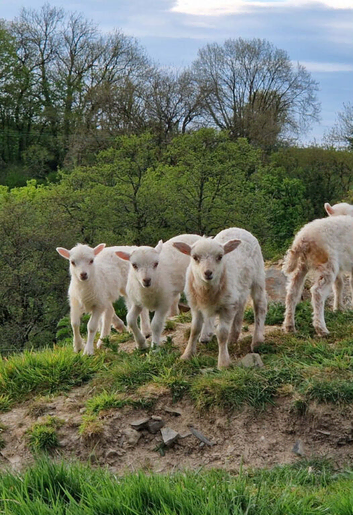 OUESSANT LAMBS BLACK OR WHITE WETHERS AVAILABLE END JULY