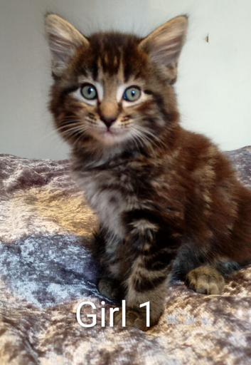 4 Gorgeous kittens, tabby/ bengal