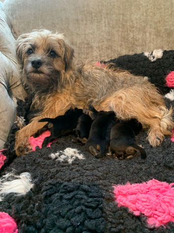 Cracking kc slem free border terrier bitch puppy