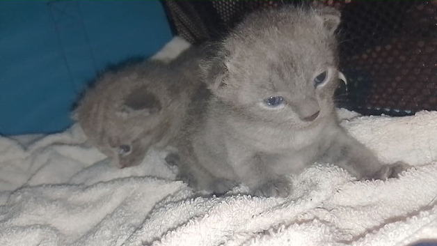 Russian blue kittens