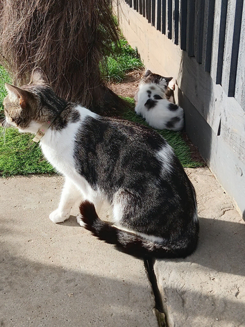 2 fluffy girl kittens ready now