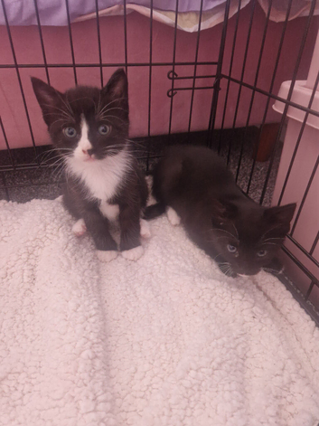 KITTENS