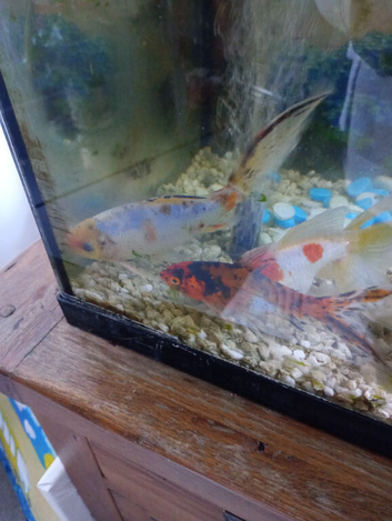 Two gold fish