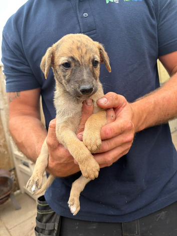 Genuine 3/4 whippet 1/4 collie pups ready now