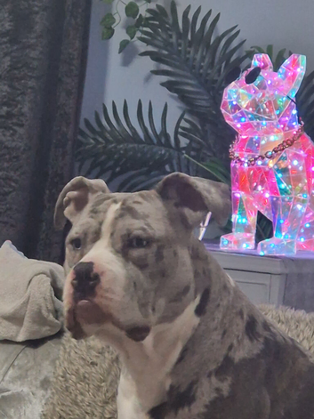 Gorgeous boy blue