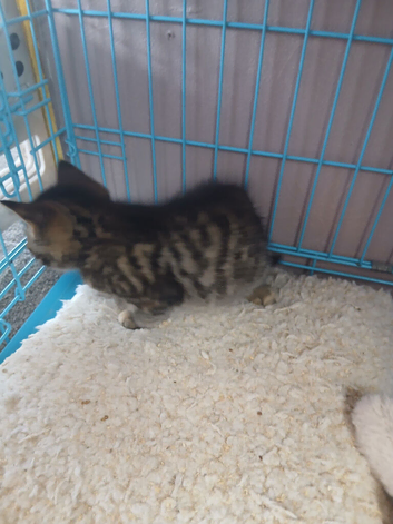 Persian x bsh kitten