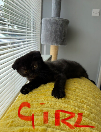 Scottish fold