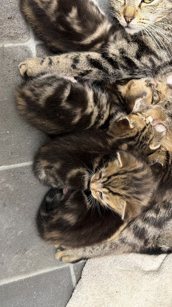 Tabby kittens
