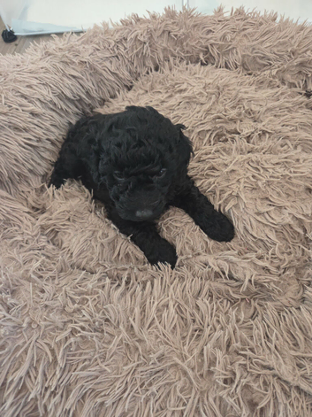 Cockapoo puppies f2