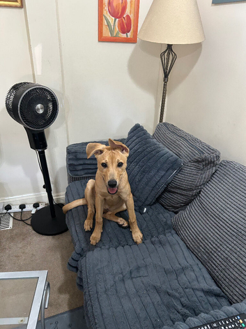 New home required for my puppy Nala