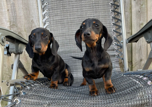 Miniature dachshund