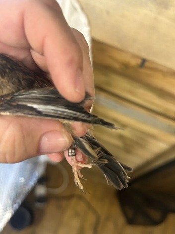 Linnet hen