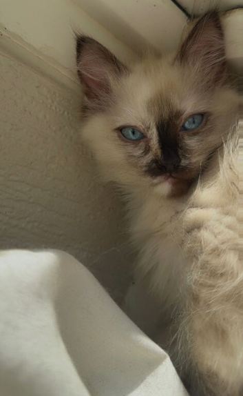 Seal tortie point ragdoll kitten
