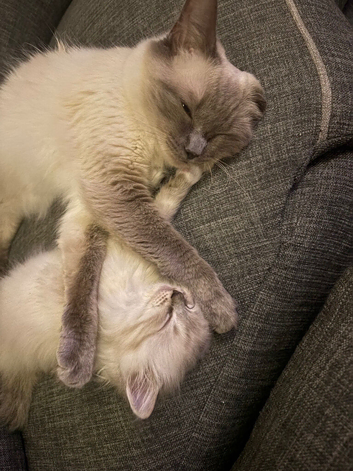 1 girl ragdoll kitten