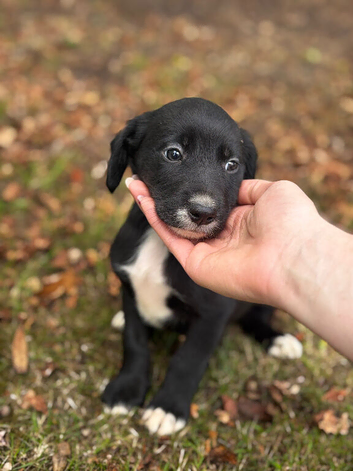 2 playful sprollie puppies left seeking new homes