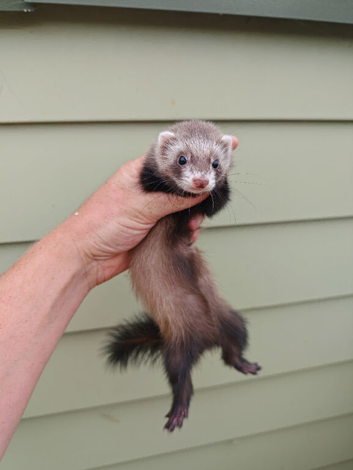 Micro angora polecat jill. (6months old)