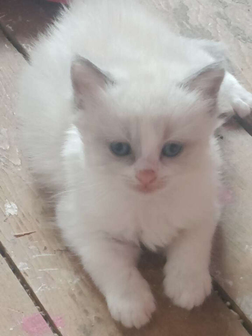 Rag doll cross