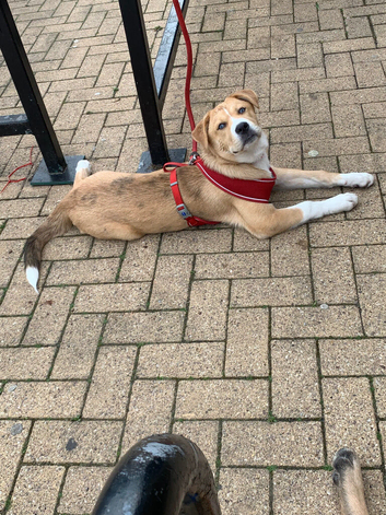 28 week old Bullmastiff x Siberian husky