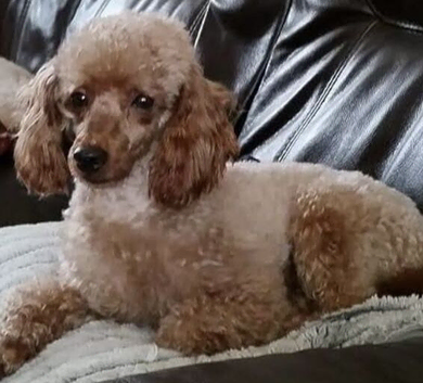 Toy poodle standing at Stud