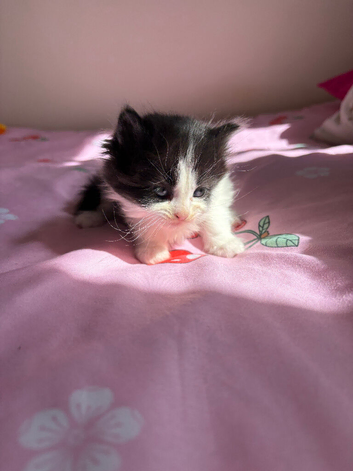 Female Kitten
