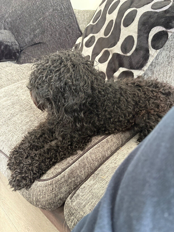 Cocker poo for sale approximately 18 months old