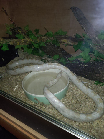 White corn snake