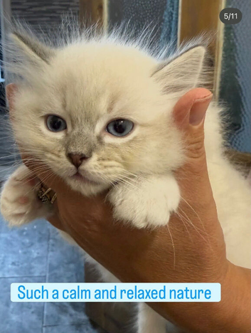 Perfect Ragdoll Kittens Ready Now