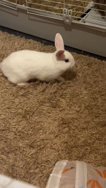cute rabbit comes with cage read description