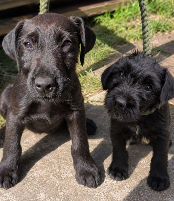 Lakeland Terrier Puppies