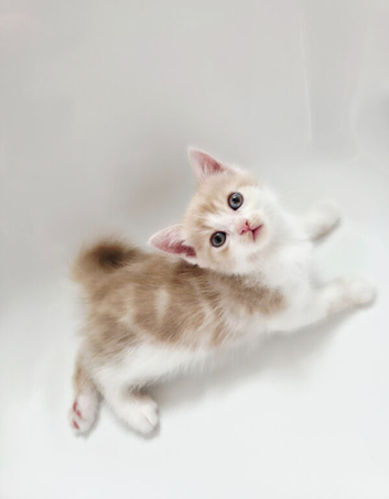 kittens for sale (Ready to go)