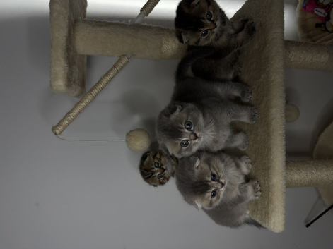 Adorable Scottish Fold Kittens for Loving Homes