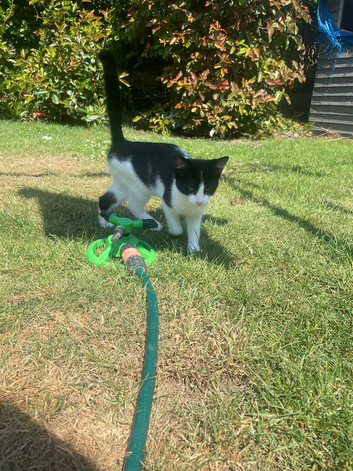 Last of the litter