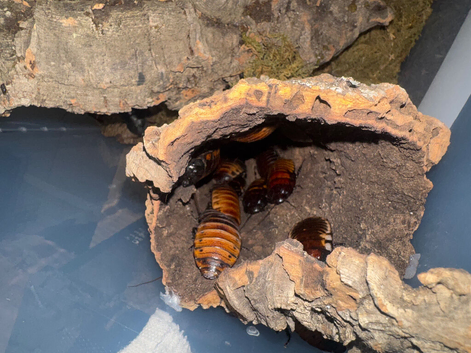 Madagascan hissing cockroaches