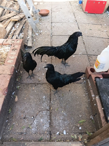 Chicken for sale