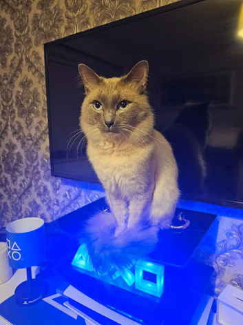 Mixed Ragdoll & British Shorthair